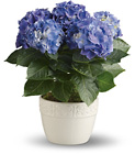 Happy Hydrangea - Blue from Boulevard Florist Wholesale Market
